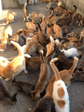 Illustration for article titled Cats Rule These Japanese Islands